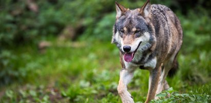 Myśleli, że to pies. Okazało się, że to szczenię wilka