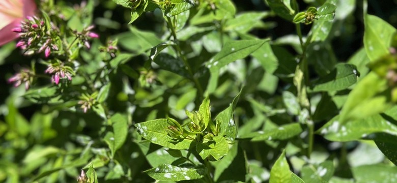 Mączniak na floksach: domowe sposoby na oprysk i profilaktyka