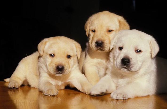 Labrador Pontiac