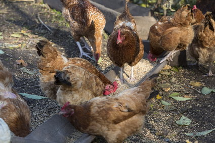 Coraz więcej krajów nie chce polskich kurczaków. Kolejne państwo wstrzymuje import