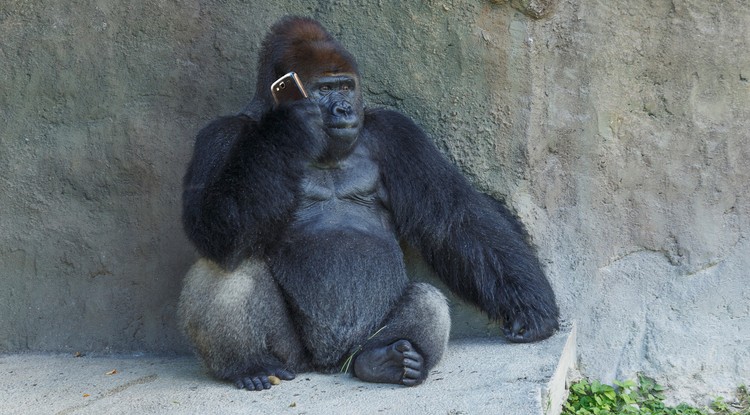 Telefonfüggő gorilla