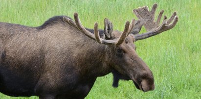 Łoś zabił człowieka. Dramat na Podlasiu