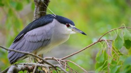 Radosny jak skowronek quiz z polskich ptaków. 20/20 tylko dla orłów