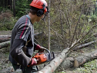 Pierwsza decyzja dotycząca przyrody zapadła na początku stycznia. Ministerstwo Klimatu i Środowiska zdecydowało o wstrzymaniu wycinek 1,3 proc. najcenniejszych przyrodniczo i społecznie lasów. Bardzo szybko w niektórych nadleśnictwach pracę zaczęli tracić niektórzy „zulowcy”, czyli pracownicy zakładów usług leśnych, a firmy stanęły w obliczu przestoju.