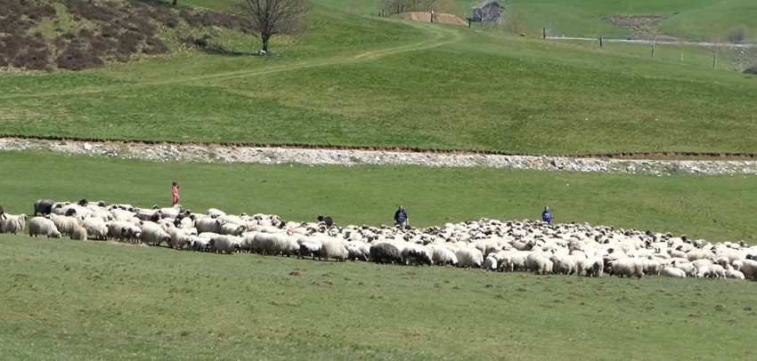 Senad Ramulj ima 1.000 ovaca