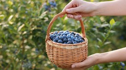 podlej borówkę tym domowym nawozem już w marcu. latem krzaki będą uginać się od owoców