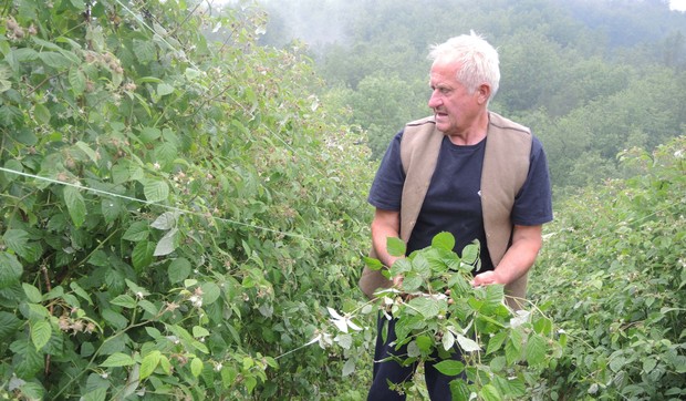 Niko neće na njivu za 5.000 dinara dnevno