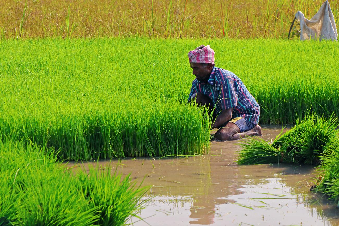 Indija zabranila izvoz pirinča: Kako će se to odraziti na svetsko tržište hrane?