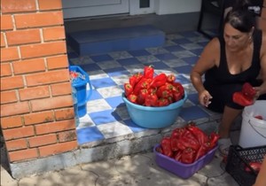 Lazići spremaju zimnicu u Brestaču