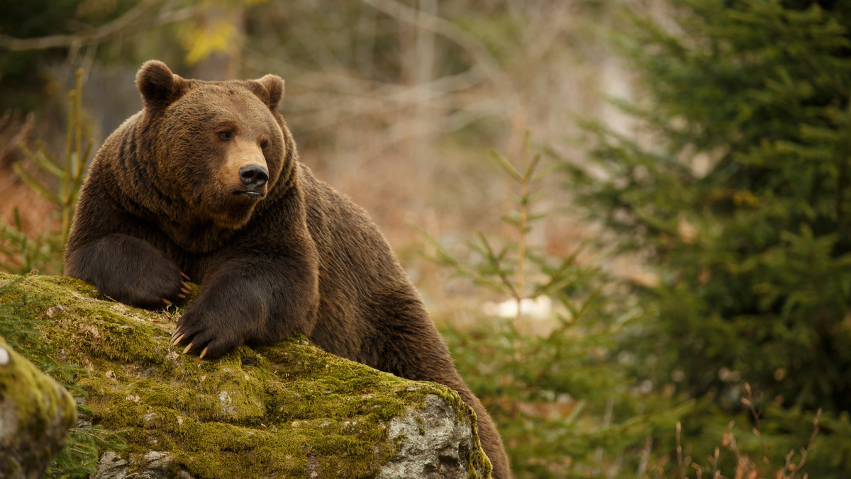 Tatry. Niedźwiedź zaatakował turystę w Tatrach. TPN tłumaczy 
