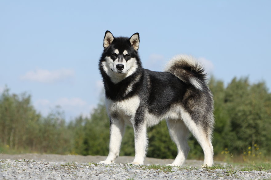 Alaskan malamute - Dogs/stock.adobe.com