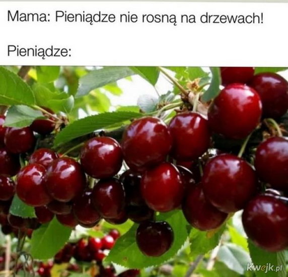 Najlepsze memy tygodnia