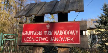 Bilety do Puszczy Kampinoskiej? Rząd szykuje ustawę o płatnym wstępie do wszystkich parków narodowych