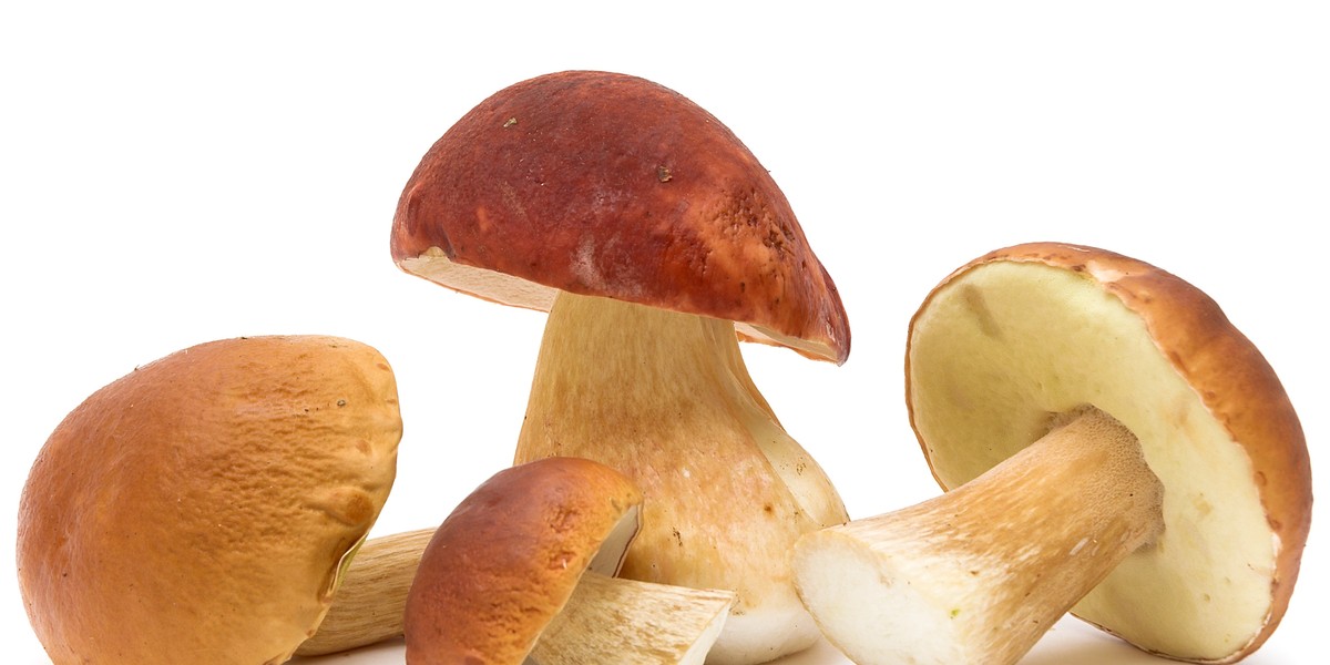 mushrooms close up isolated on white background