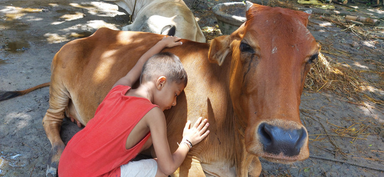 Przytulanie krów w walentynki promowane przez władze Indii