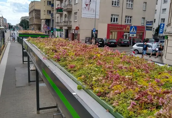 Na łazarskim rejonie już jest kolorowo. Zielone dachy to sposób na betonozę