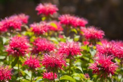 Ta roślina odstrasza kleszcze. Dzięki jej liściom przygotujesz 'polską Earl Grey'