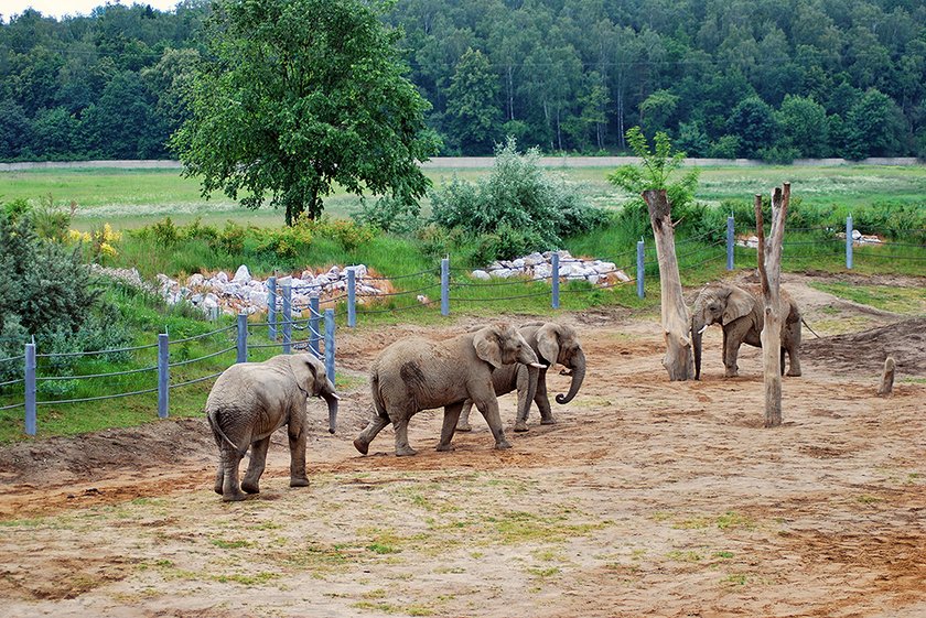 Słoń Yzik opuści poznańskie ZOO. Trafi do Włoch