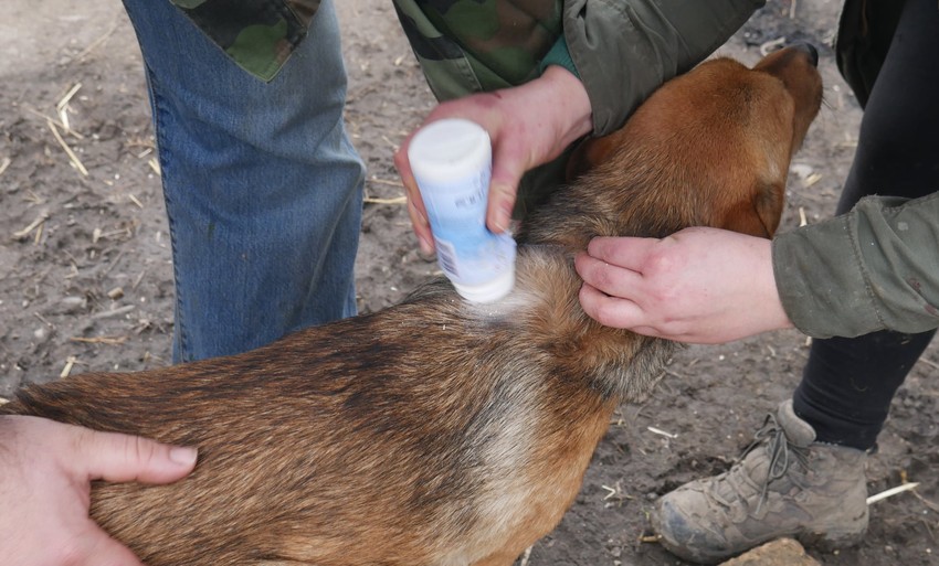 Krpelji, foto Udruženje Zelene šape