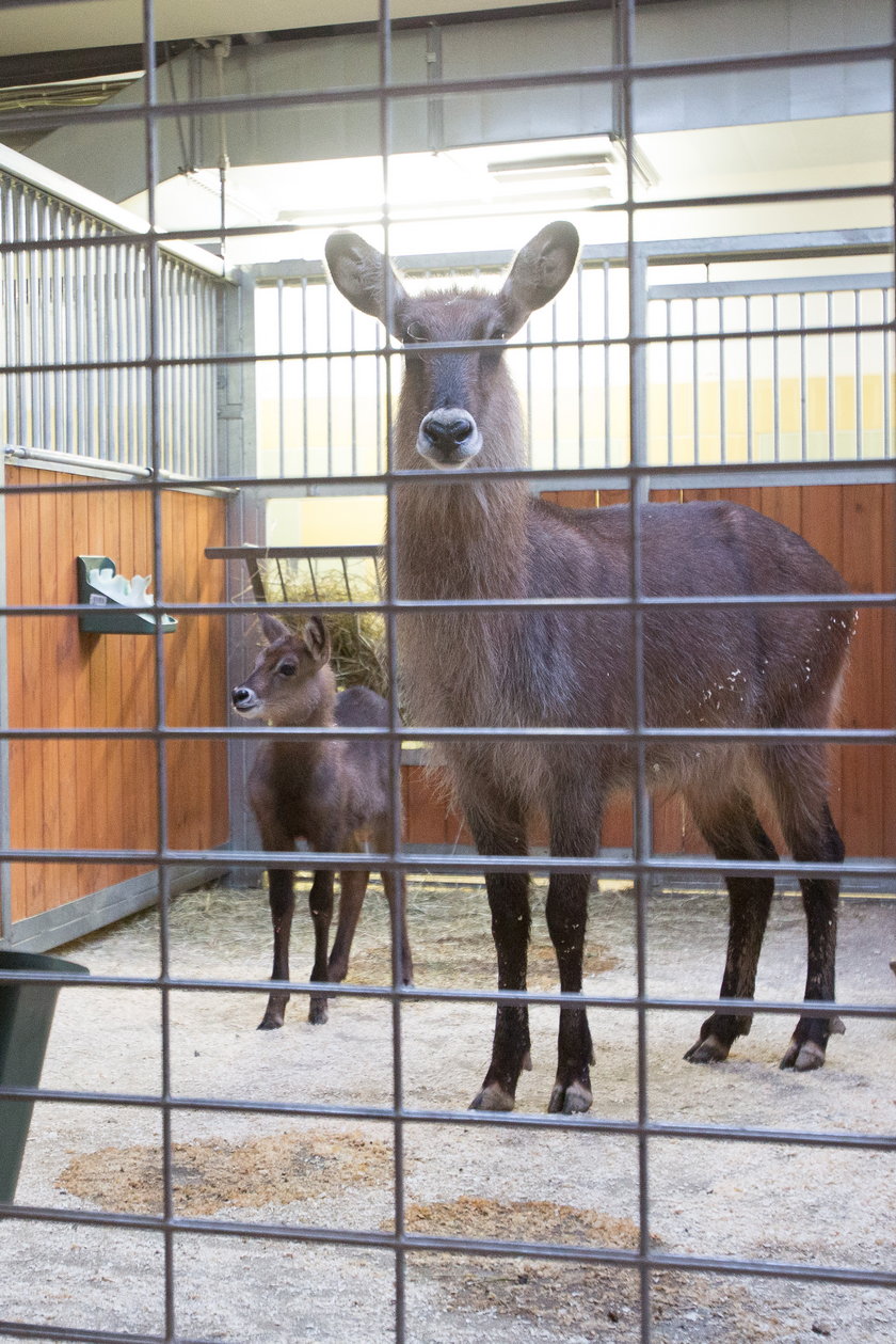 Chorzów. Narodziny antylopy w ogrodzie zoologicznym 