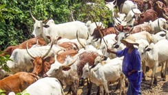 2 cattle rearers docked for allegedly  violating open grazing law in Makurdi