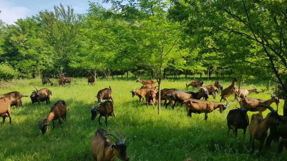 Cene kozjih proizvoda više su od kravljeg mleka i sira