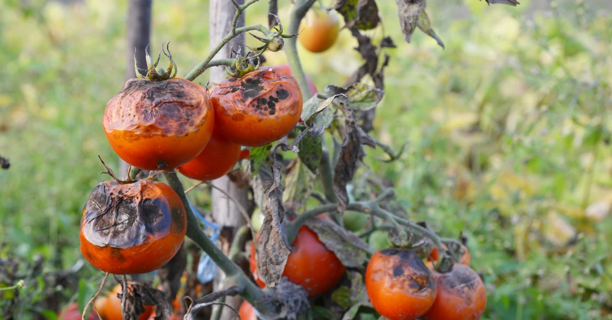 Zaraza ziemniaczana pomidorów - galeria zdjęć