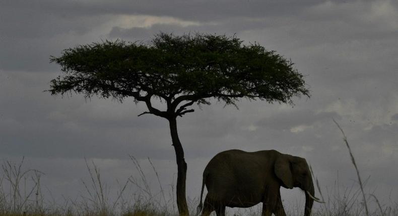 An elephant walks past a tree in Kenya's Masai Mara game reserve