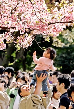 JAPAN-CHERRY-BLOSSOM