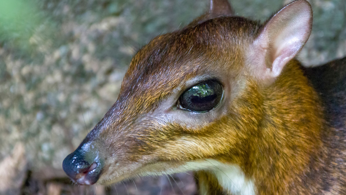 Pracownicy wrocławskiego zoo nagrali narodziny kanczyla filipińskiego, jednego z gatunków myszojeleni. Dotychczas jeszcze nikt nie uwiecznił narodzin tego zwierzęcia. Obecnie wśród 12 osobników w Europie jest tylko jeden samiec.