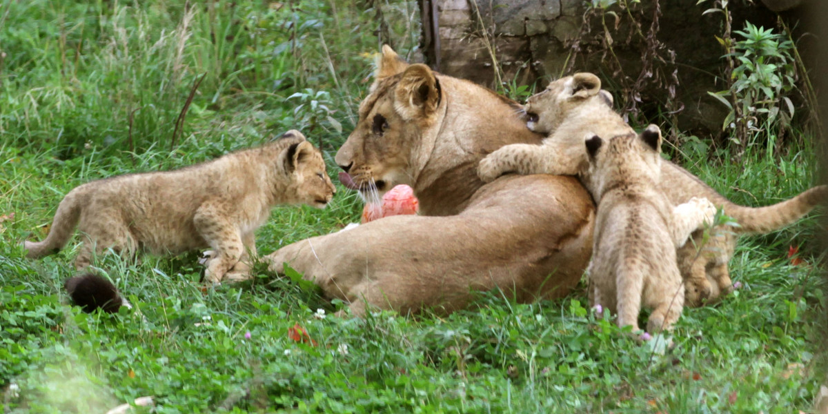 lwy zoo gdańsk