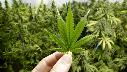 Drogfogás Szegváron: nyolc kilogramm marihuánát találtak a zsaruk az egyik tanyán