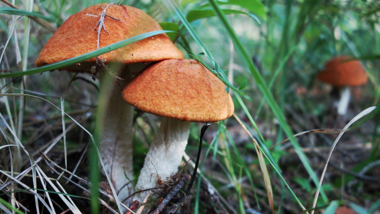 Kozák dubový láka nielen farbou, ale aj tým, že patrí medzi huby, ktoré zostávajú najčastejšie bez červov.