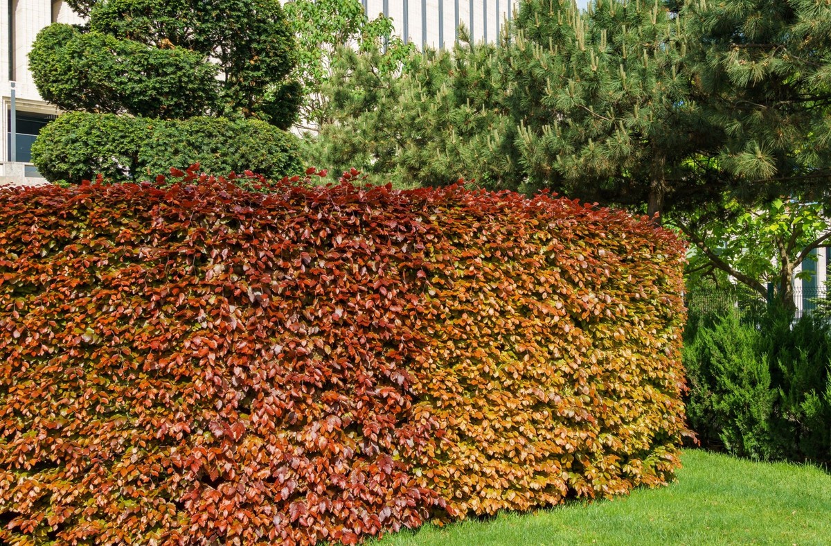 Żywopłot bukowy robi efekt WOW w ogrodzie