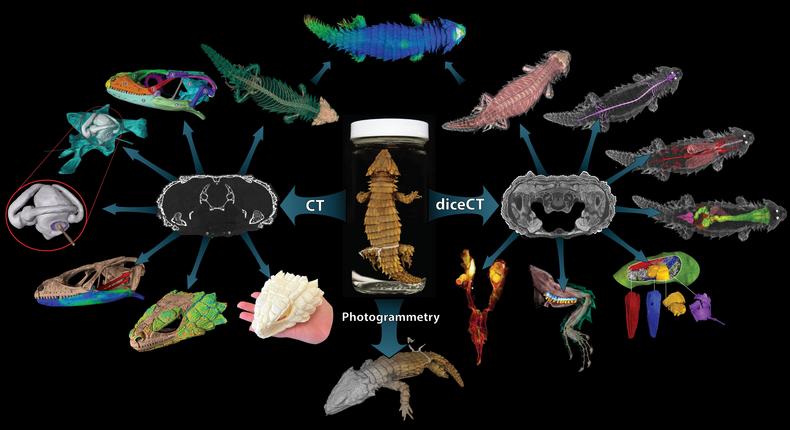 OVert's CT scans reveal a myriad of information about the anatomy of thousands of specimens, offering insight into how these animals lived and reproduced.Edward Stanley / Florida Museum of Natural History
