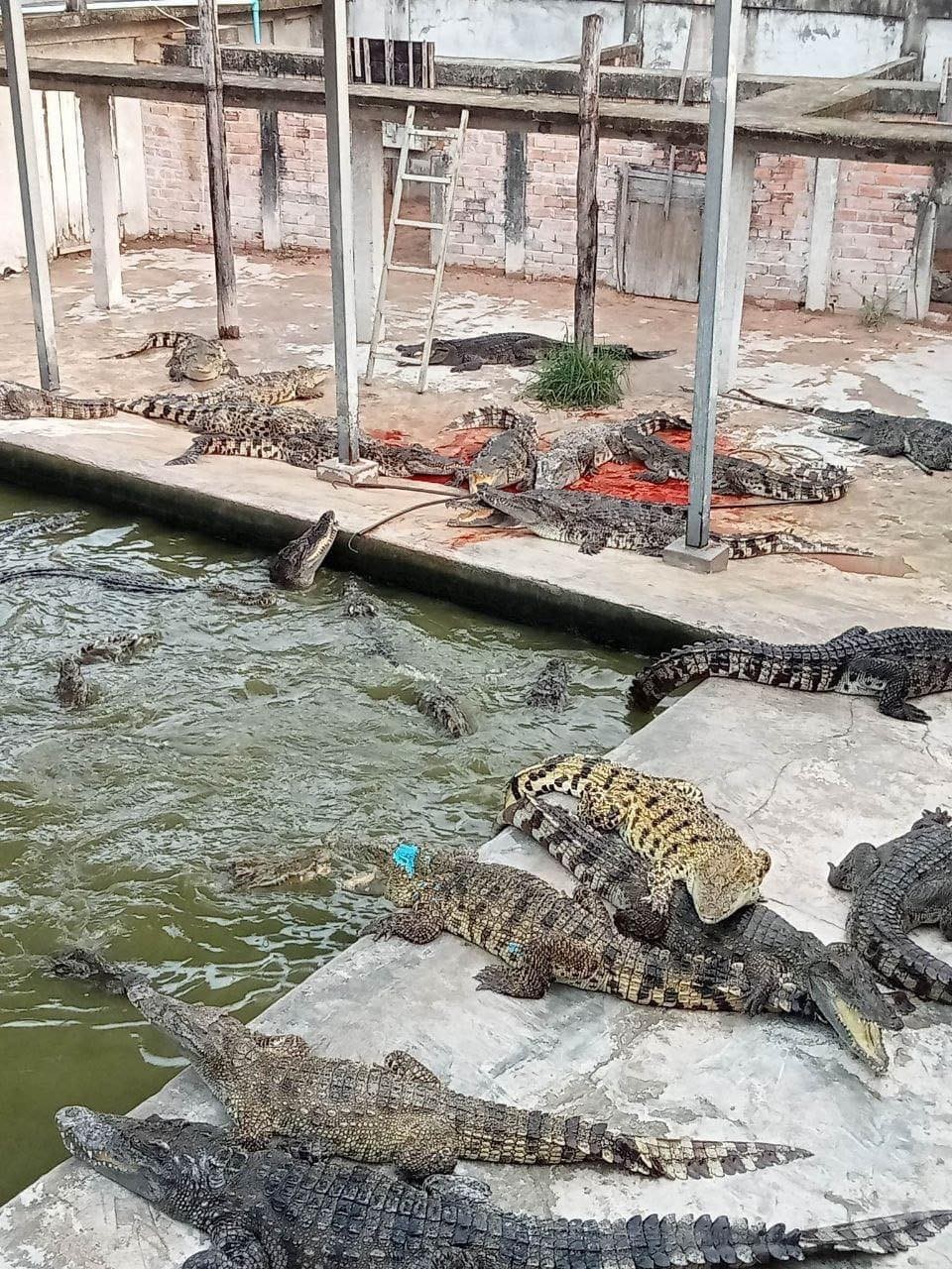 Farmár spadol do výbehu s krokodílmi.