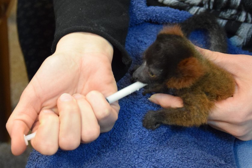 Lemur Leoś wychował się w domu swojej opiekunki z Zoo