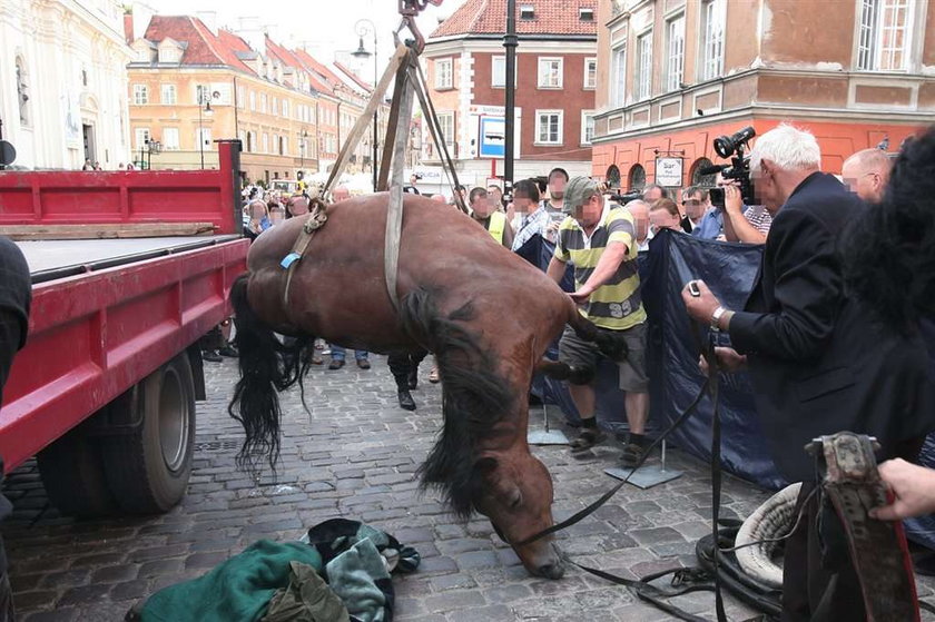 Koń padł na warszawskiej Starówce. Film