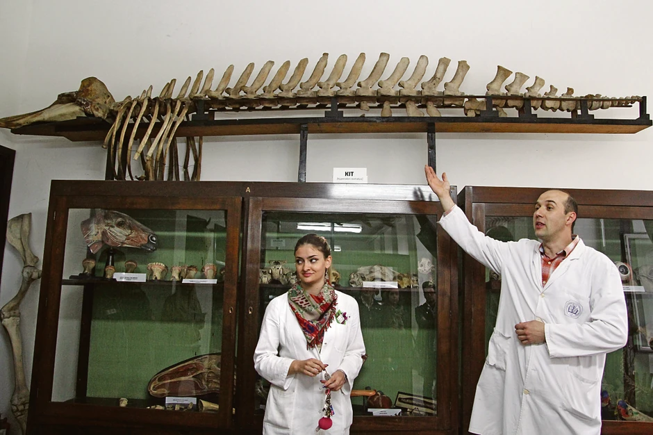 Profesor Zoran Zorić sa asistentkinjom pokazuje skelet kita
