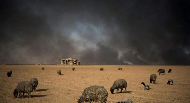 Blackened sheep graze as oil wells, set ablaze by retreating Islamic State (IS) jihadists, burn in the background, in the town of Qayyarah, some 70 km south of Mosul on November 20, 2016