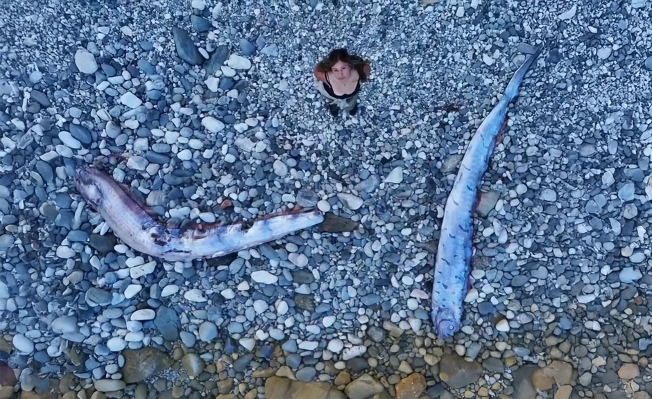 Doomsday Fish