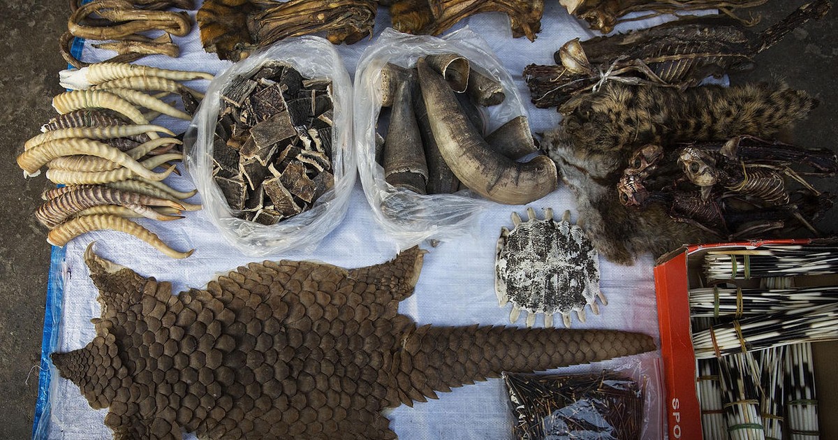 Kenya, Uganda, and Tanzania come together to combat wildlife trafficking - Vimarsana News