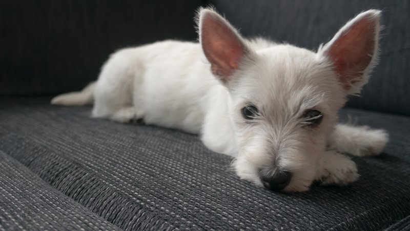 West highland white terrier 