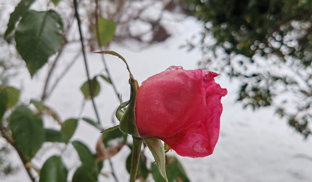 Ruža u snegu