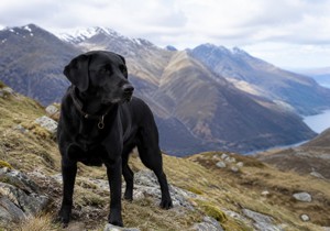 Labrador na planini