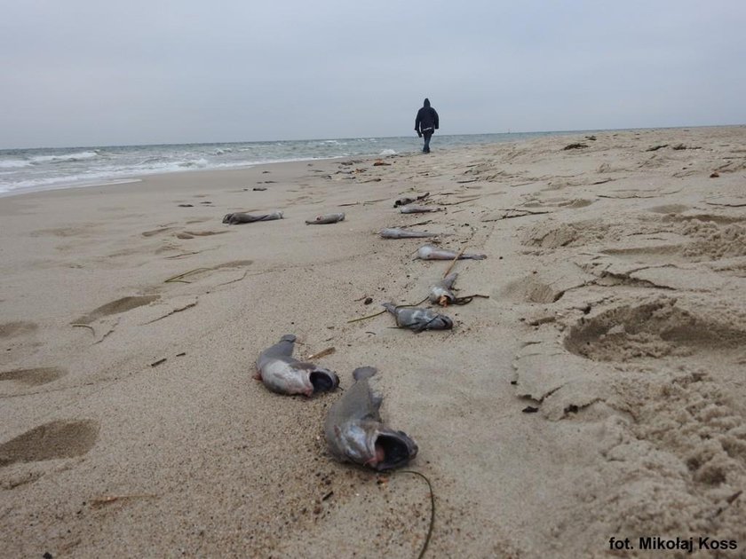 Makabryczny widok na Helu. Mnóstwo okaleczonych ryb na plaży