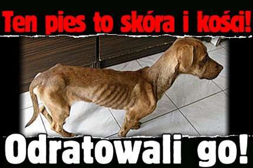 Ten pies to skóra i kości. Odratowali go!