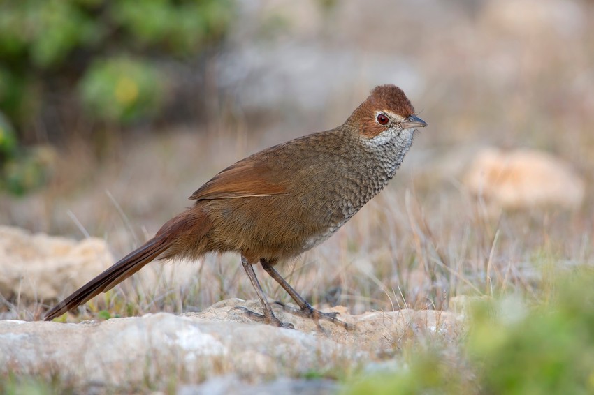 Ugrožena vrsta ptice Dasyornis brachypterus