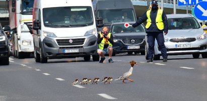 Zatrzymano ruch na Wisłostradzie. Powód? Zaskakujący