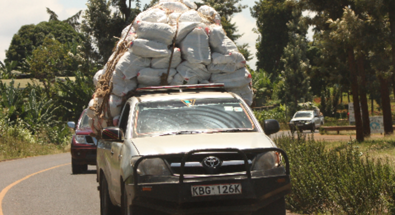 Pick-ups transporting miraa from Meru to the Wilson Airport for export.